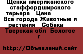 Щенки американского стаффордширского терьера › Цена ­ 20 000 - Все города Животные и растения » Собаки   . Тверская обл.,Бологое г.